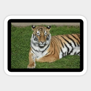 Tiger Sticker